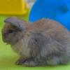 Black Tort and Sable Holland Lop does