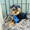 Purebred Yorkshire terrier (yorkie) 2 males available! Delivery & financing available!