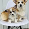 Pembroke Welsh Corgi Puppies Available!