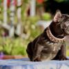 AKC - French Bulldog Puppy - COCOA FEMALE - Testable/ Isabella Carrier - Possible FLUFFY