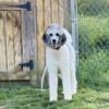 AKC 16 month old female intact Standard Poodle