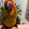 Baby high red sun conure -handfed and tame