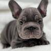 French bulldogs looking for fur-ever home
