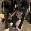 boxer puppies need forever home