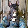 French Bulldog Females in IL, Shipping and Delivery available