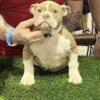 Female Bully 4 months old, Looking to rehome