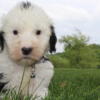 AKC OLD ENGLISH SHEEP DOG PUPPIES  call or text 