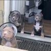 American bully pups ( males)