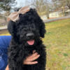 Labradoodle Puppies for Sale All girls
