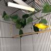 Male Canary with cage