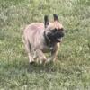 Akc fawn female lovely mother good dog