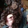 Toy Poodle Puppies $350