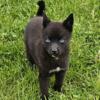 F2 Pomsky miniature puppies for sale in Michigan at wrennspuppies.com