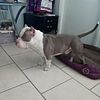 American Bully for Stud