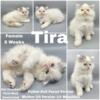 Tira Persian mix kitten