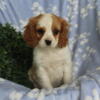 Adorable cavalier King Charles puppies