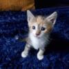 Beautiful calico kitten