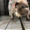American Bully Compact Pocket Available Male Pup