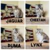Longhair Persian Kittens