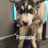 Siberian Husky Puppies in Quincy, IL