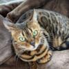Female Bengal- spayed, declawed