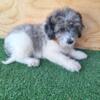 Aussiedoodle Toy Size