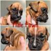 Boxer puppies looking for their new