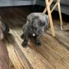 Female cane corso looking for a home
