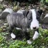 Bull terrier puppies available!