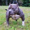 Pocket American Bully Open for Stud Services