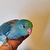Parrotlets baby hand feed tamed different ages