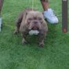 Male exotic bully for good home