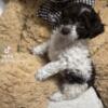 BEAUTIFUL BLACK AND WHITE COCKAPOO FOR SALE