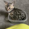 Bengal kitten for rehome