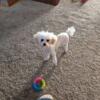 SOLD -  Toy Poodle - Female - Penny-love tiny you'll love me