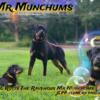 Rottweiler stud service available - Not for Sale