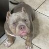 Pocket Tri Bully for rehoming