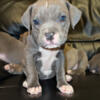 Bluenose pitbulls for sale!