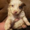 Mini/toy Aussies All boys listed and shown here