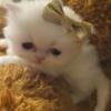 White persian kitten female 1