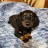CKC Dachshund Puppy Long Haired Black and Tan Male