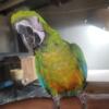 Miligold Macaw Available