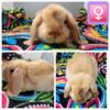 5 Holland Lops Available