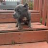 Pocket American bully pups available