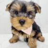 Yorkie Puppies for sale New York- New Jersey
