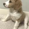 Male Goldendoodle puppy F1B