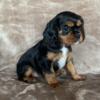 Cavalier King Charles pups born 1.1.24 READY MONDAY