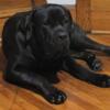 Iccf registered cane corso puppies due in may