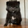 Pomeranian Puppies Male and Female