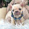 Poetic French Bulldog Puppy Lilac Fawn Male Parker